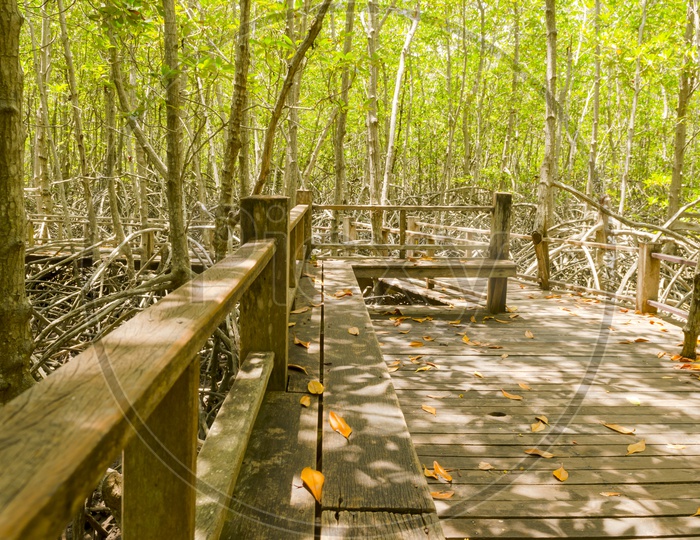 Wooden Bridge Pathways in Mangrove Forests