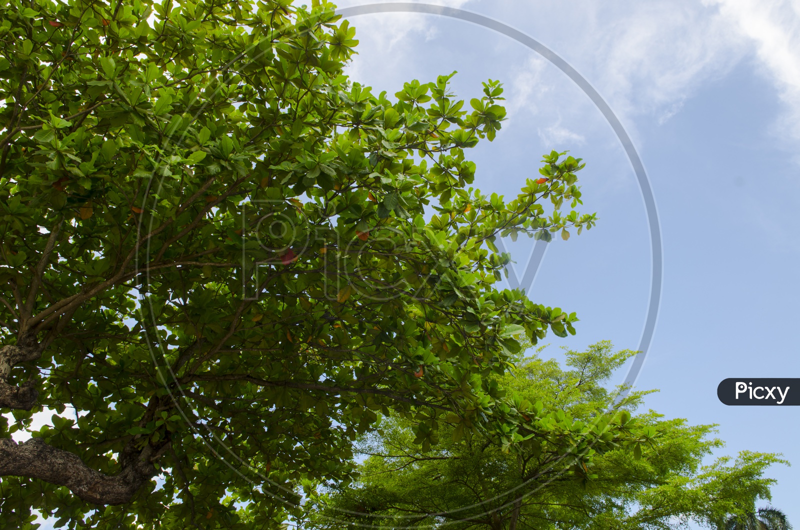 View Of Tree Branches over Blue Sky background