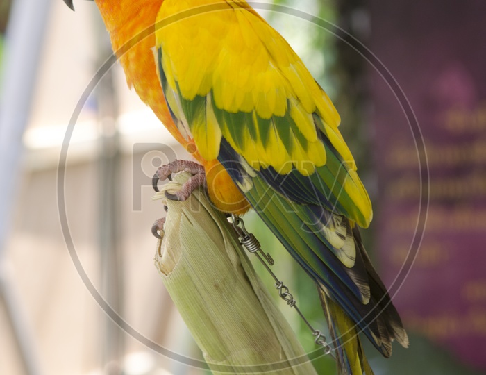 beautiful   parrot bird