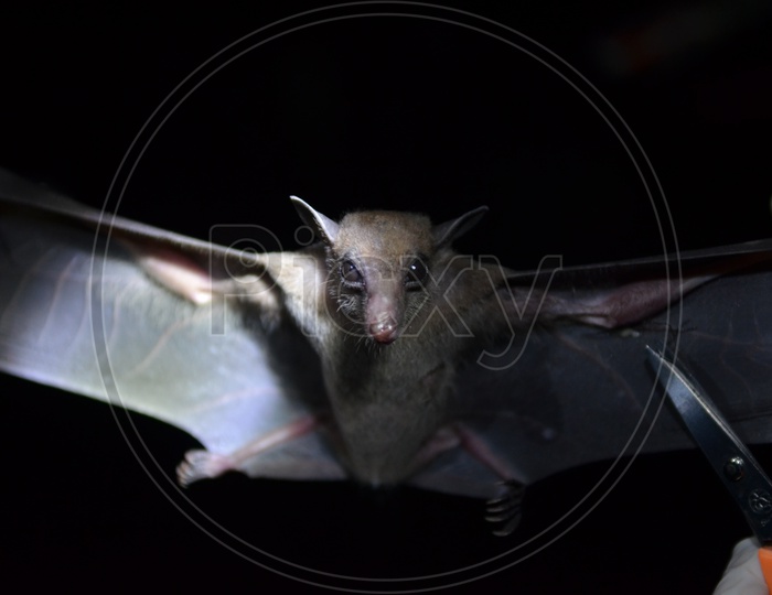 Bats researching in the field of night
