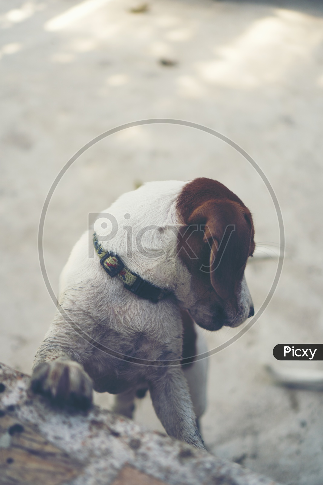 Dog or  beagle Puppy Closeup