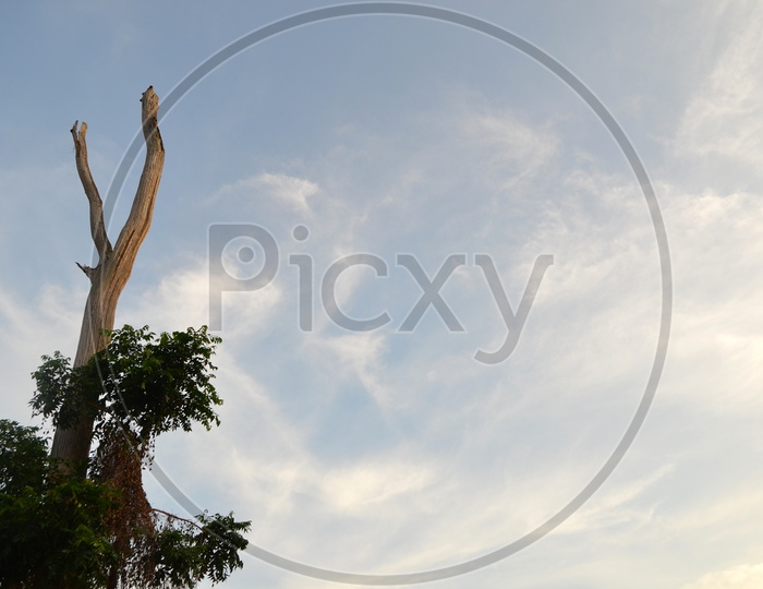 Dried Tree Stem With Blue Sky As a Background