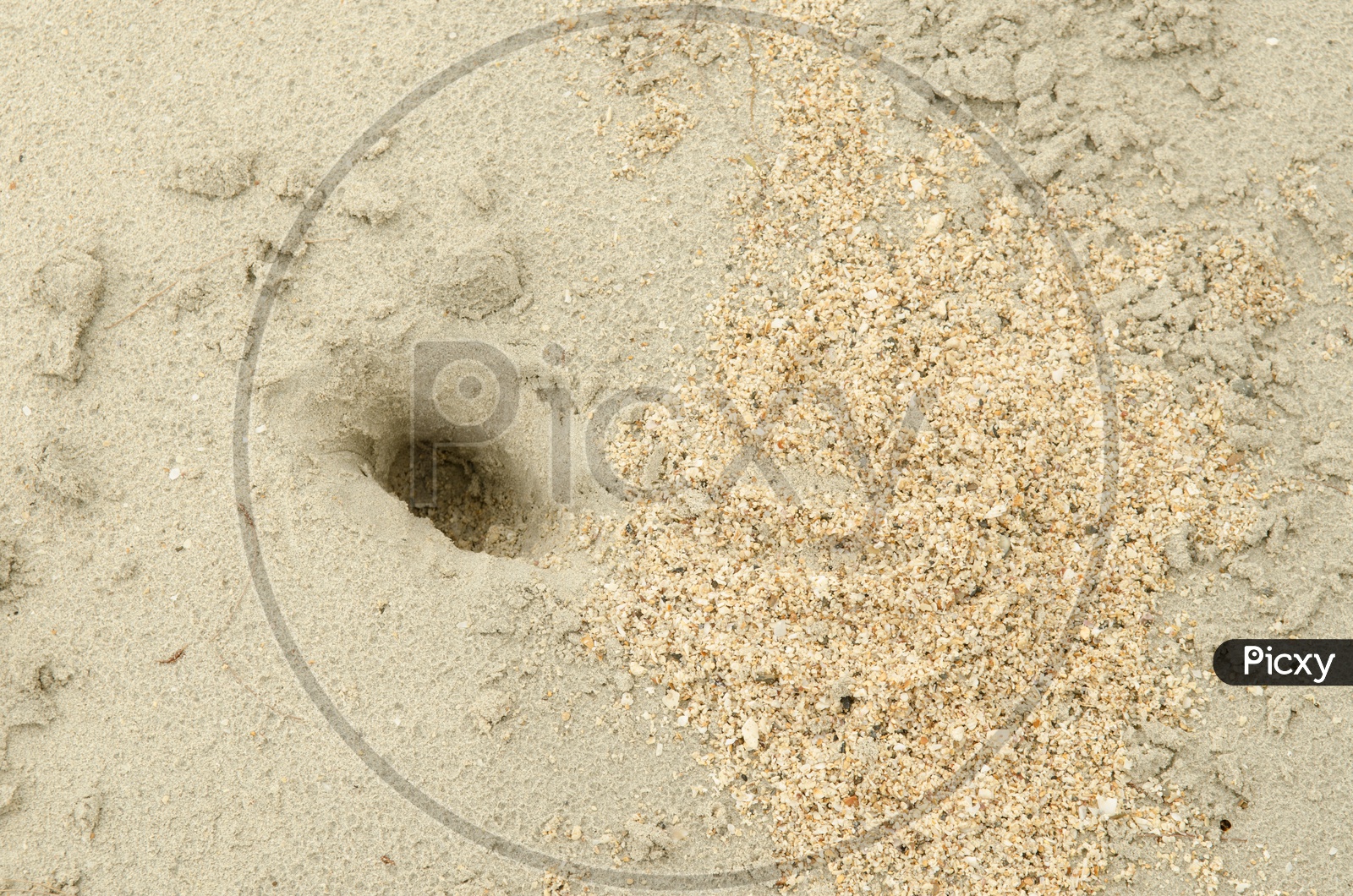 Texture Of a Wet Beach Sand