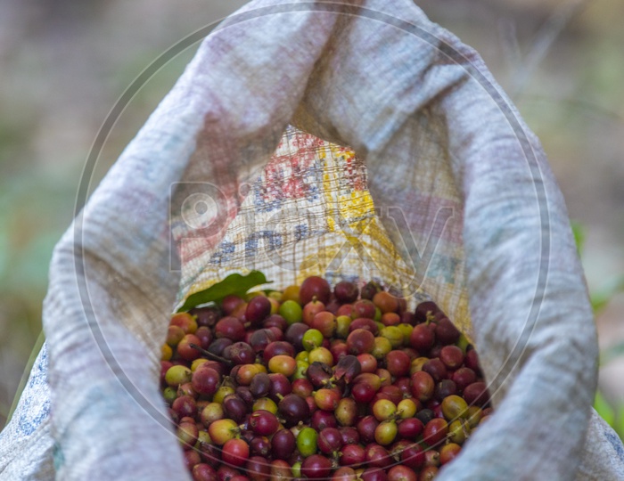 A sack of raw coffee beans