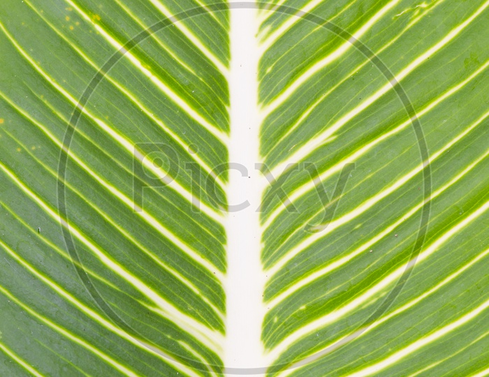 Patterns Of a green Leaf Forming a Background