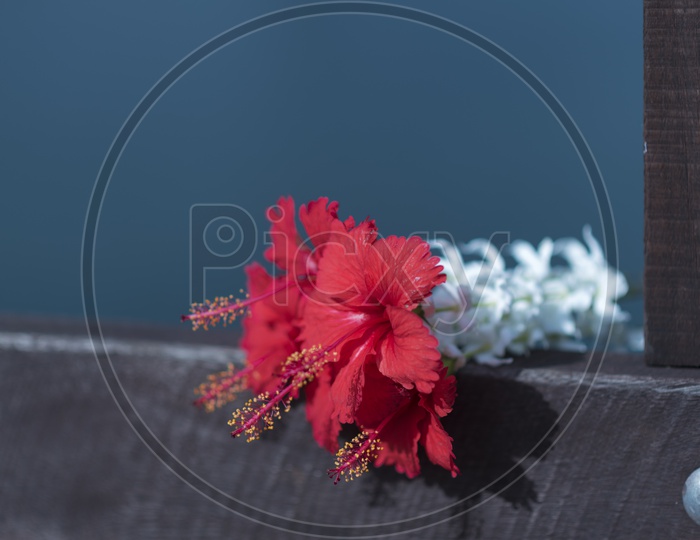 Hibiscus Flowers on A Wooden Railing Closeup