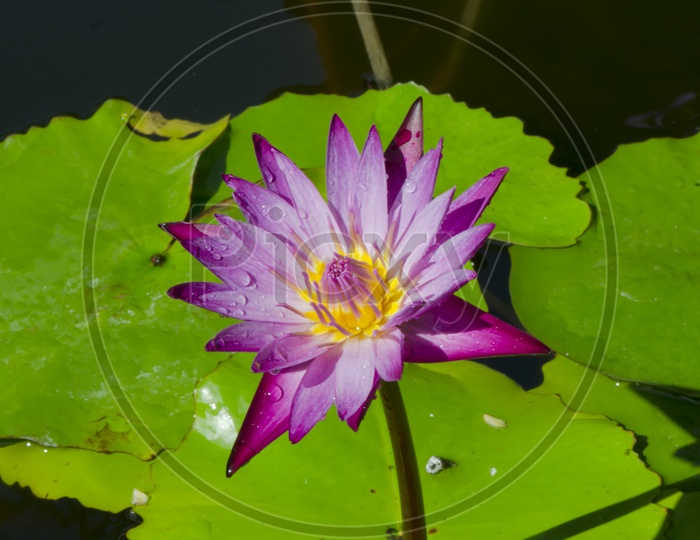 Water Lily Flower Blooming In a Pond Closeup