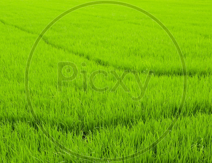 Green Paddy Field or Spikelets in Agricultural Fields