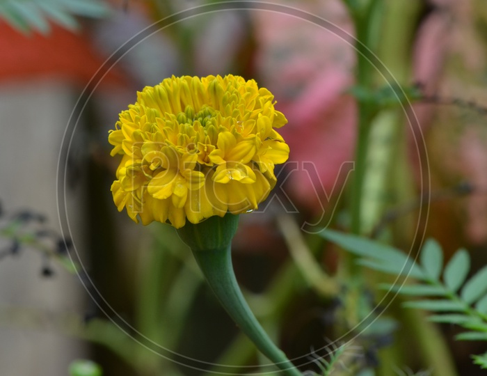 Marigold Flower Blooming on plant in a Harvesting Field
