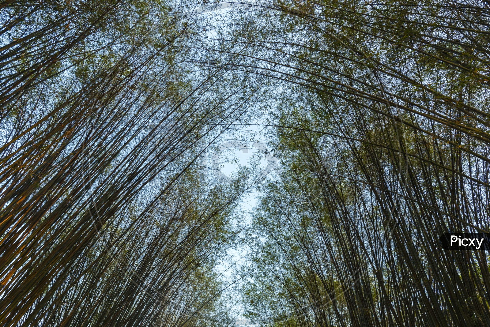 Bamboo trees In Tropical Forest