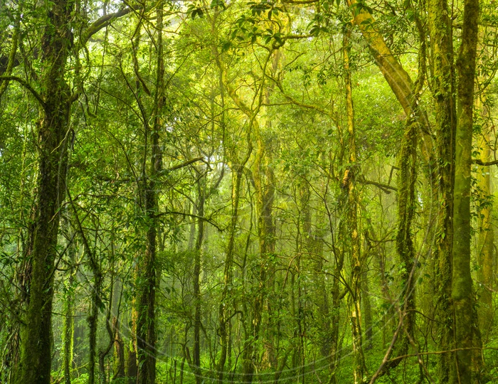 Nature With Green Branches of Trees In tropical Forest  in Inthanon national park, Thailand