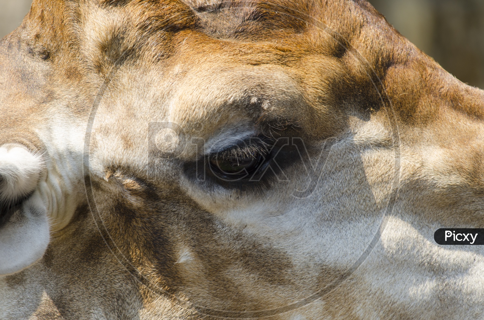 giraffe Eye Closeup