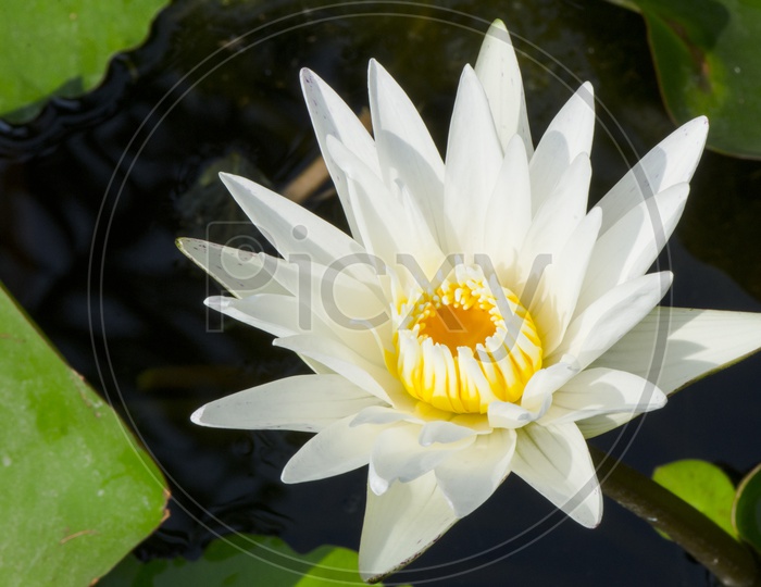 Beautiful white lotus flower Blooming