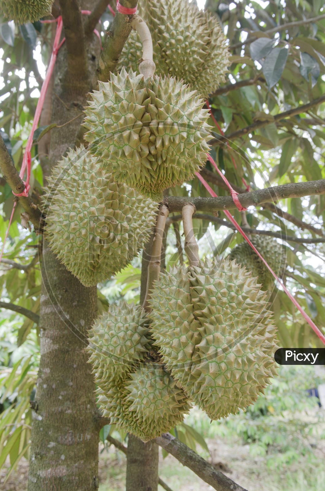 Fresh durian Fruit  on its tree in the orchard
