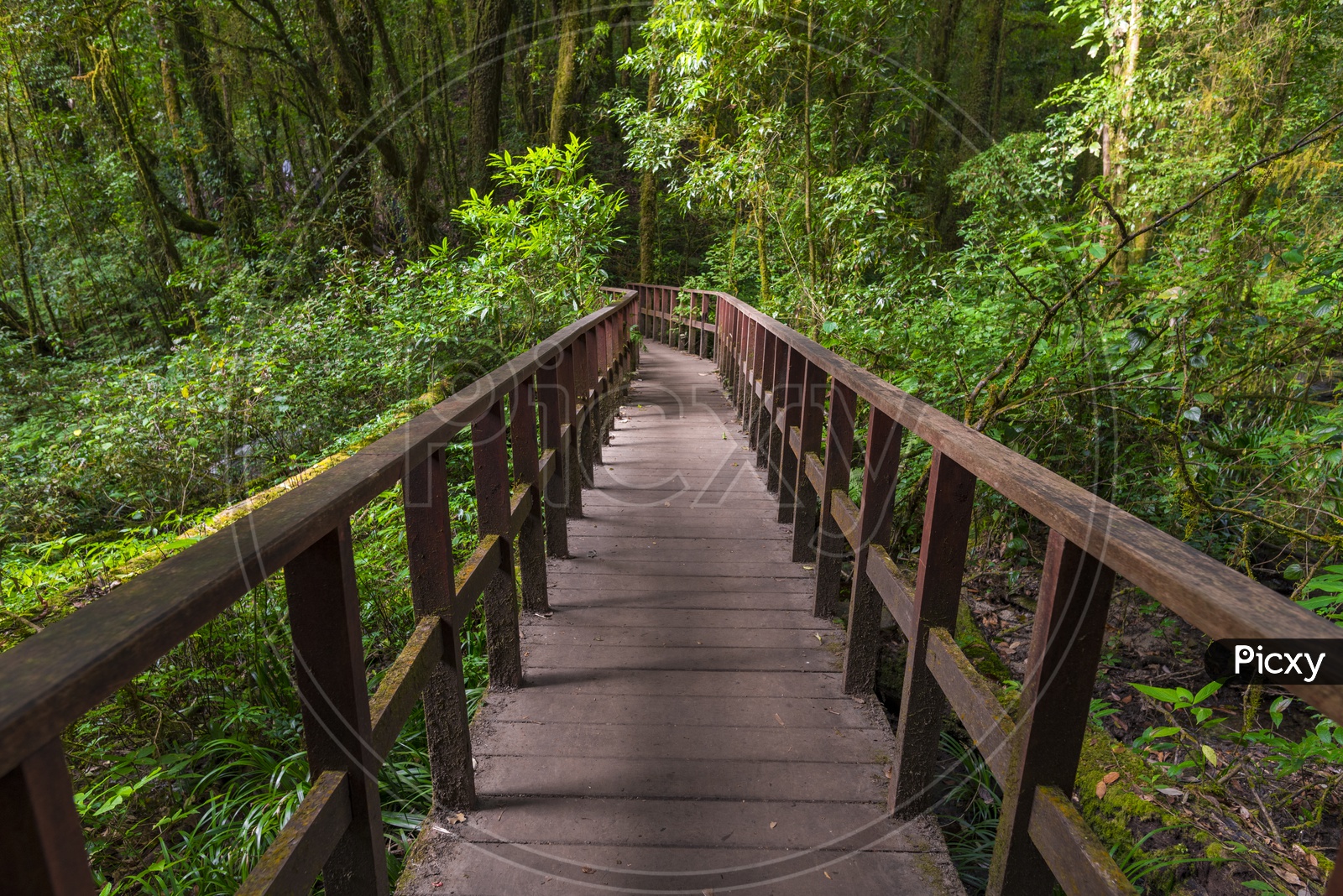 Wooden walking trail in tropical forest
