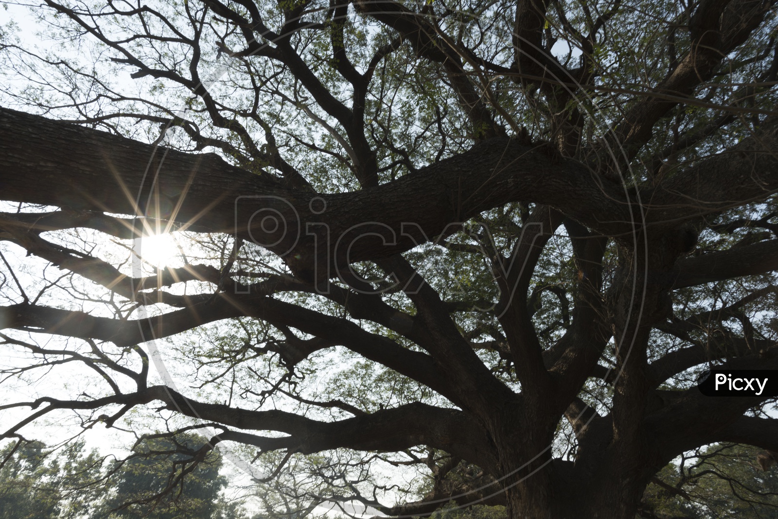 sun burst over branch of big tree 