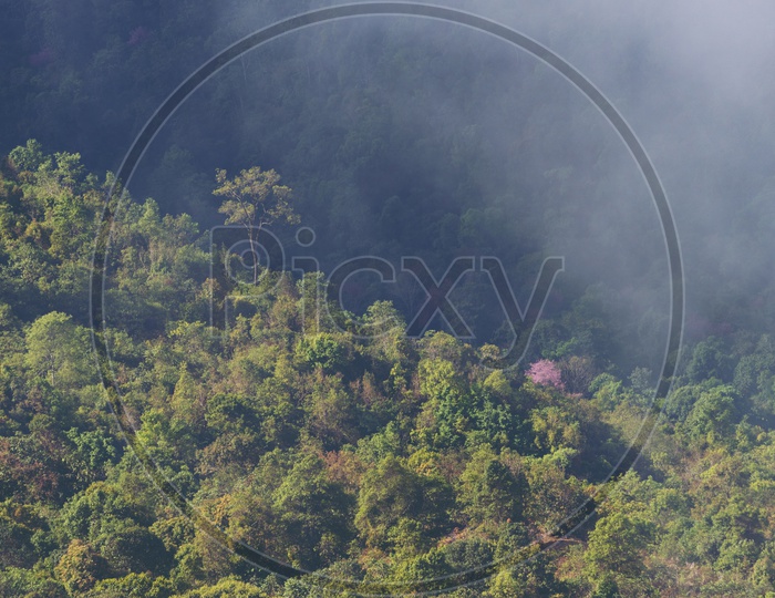 Mountains, Trees, fog and greenery in a deep forest Ariel view
