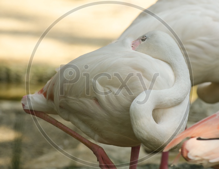 Flamingo Birds Closeup