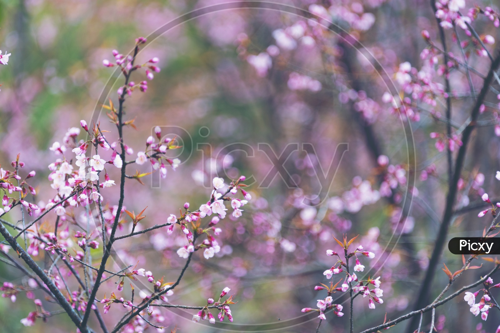 Close up of beautiful pink Sakura cherry blossom, Chiang Mai, Thailand
