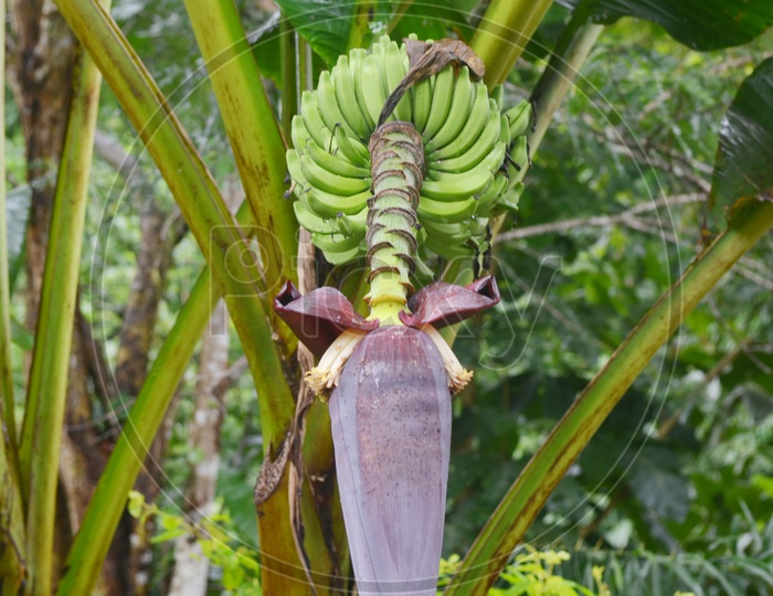Red flower of a banana with bananas against green leaves in fields