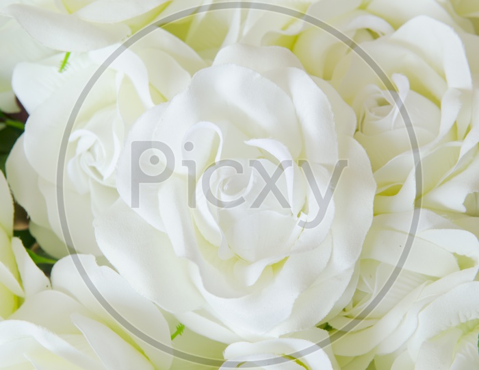 Abstract background of White  Rose  flowers  Closeup
