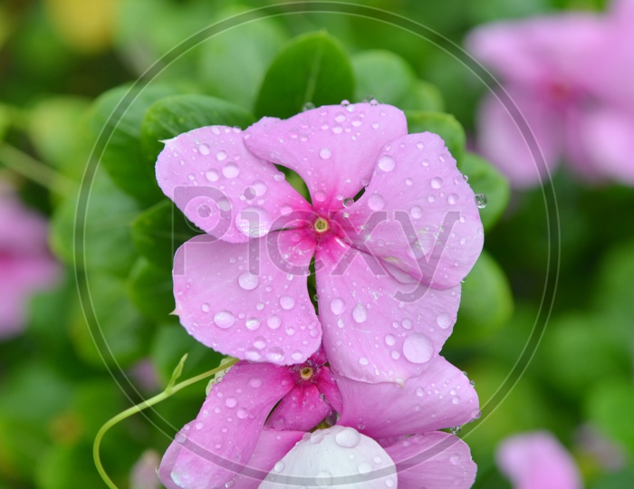 purple flowers With Water Droplets