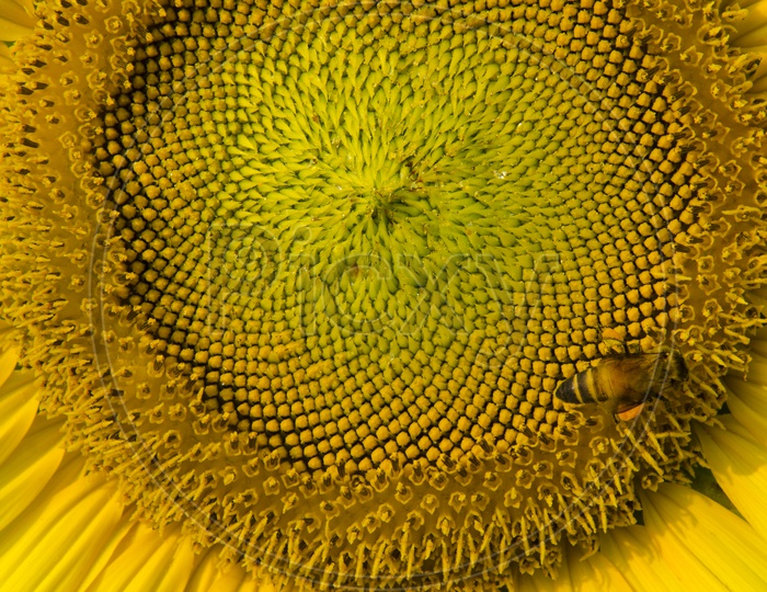 Bee on Sunflower Closeup Shot