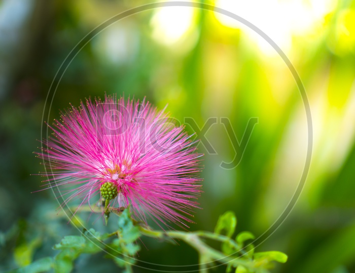 Pink Flowers In a Tropical Garden Forming a Background