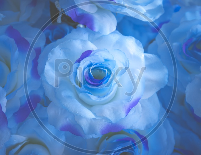 Close up of a blue and purple rose flower background, Vintage filter image