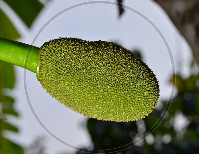 Green jackfruit on tree  Local fruit of Thailand