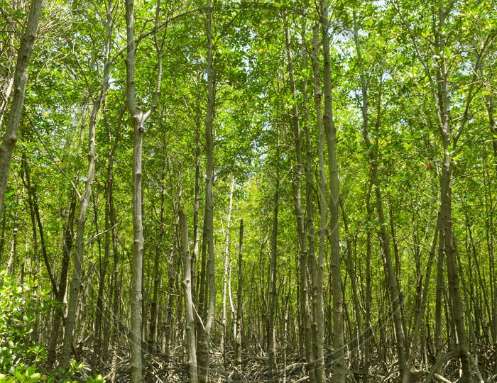 Green Mangrove Trees  With Stems at Chang Phraya