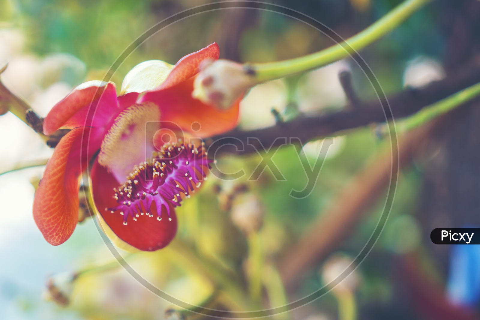 Shorea robusta flower or Sal tree flower on the tree with nature tree bokeh background