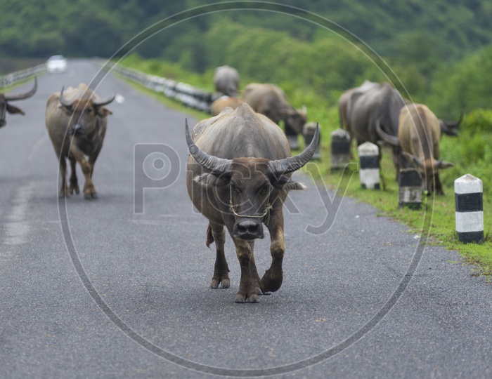 Buffaloes Walking On Roads