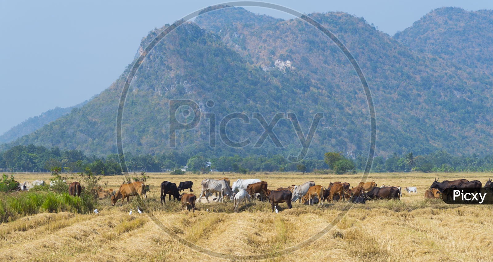 Cow Grazing Grass in Fields