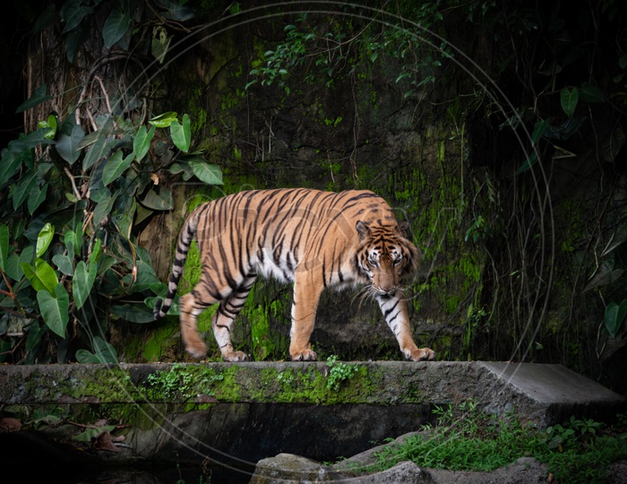 Bengal Tiger  In a Zoo