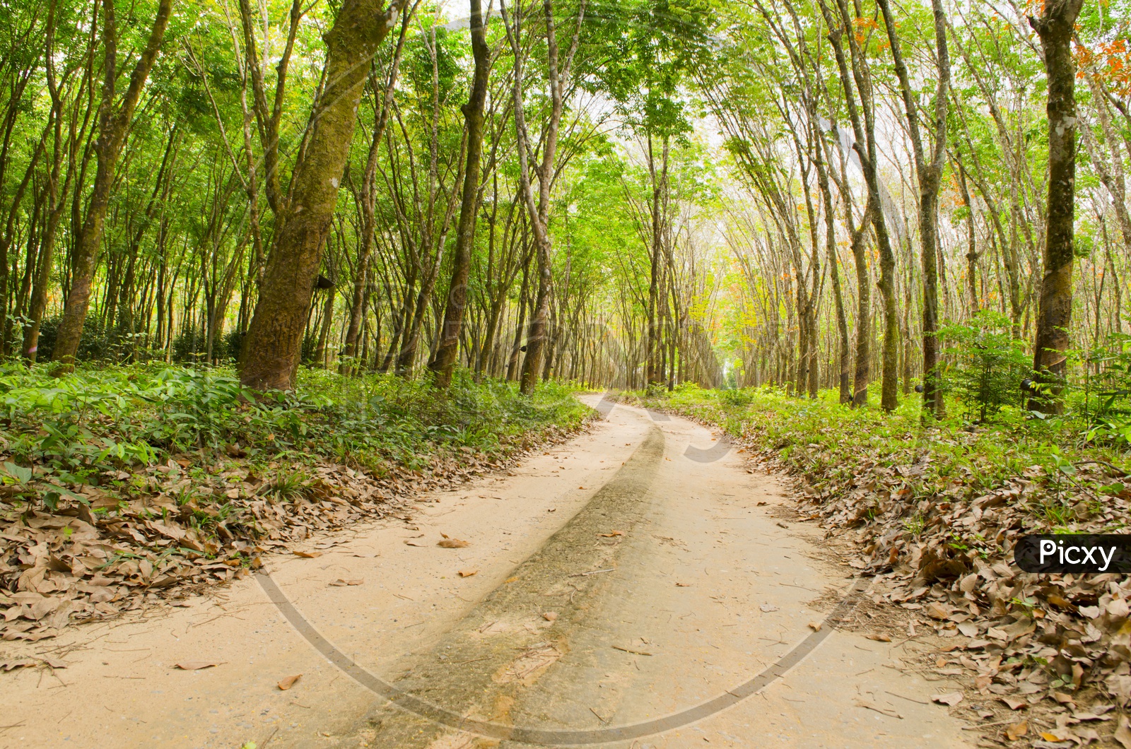 Rubber Plantation With Mud Pathways