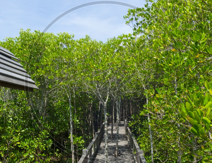 Wooden Bridge Walkway  Through  Mangrove Forest