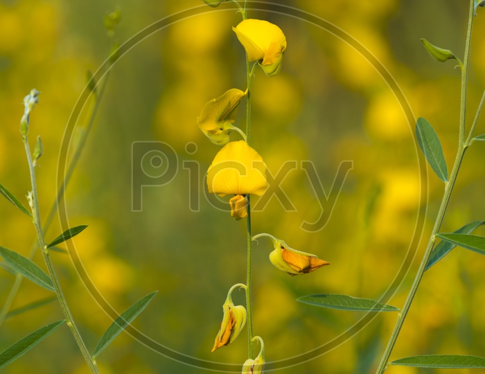 Yellow Flowers In Mustard Field