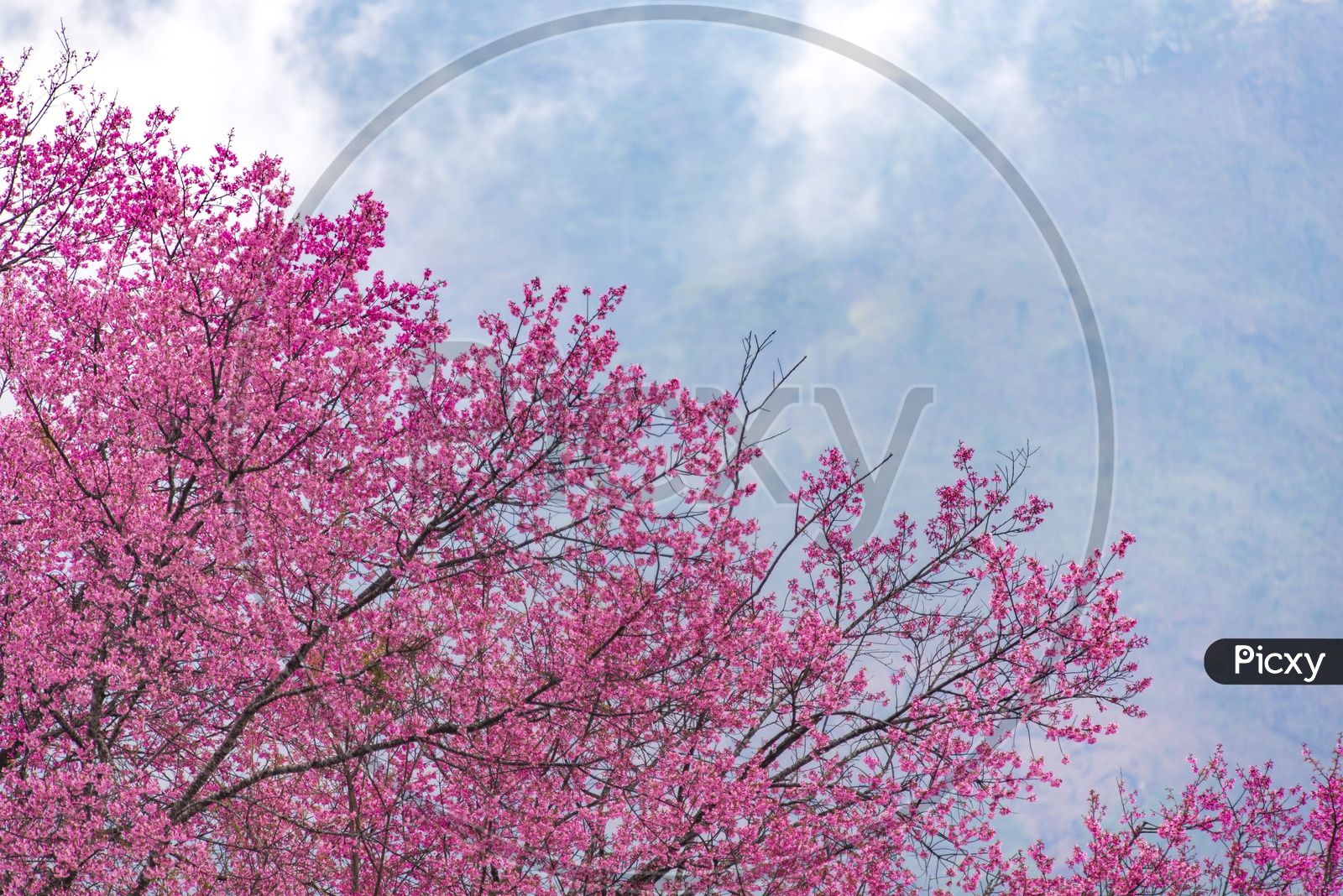 Pink colorful flowers tree in wild forest, Spring flowers background