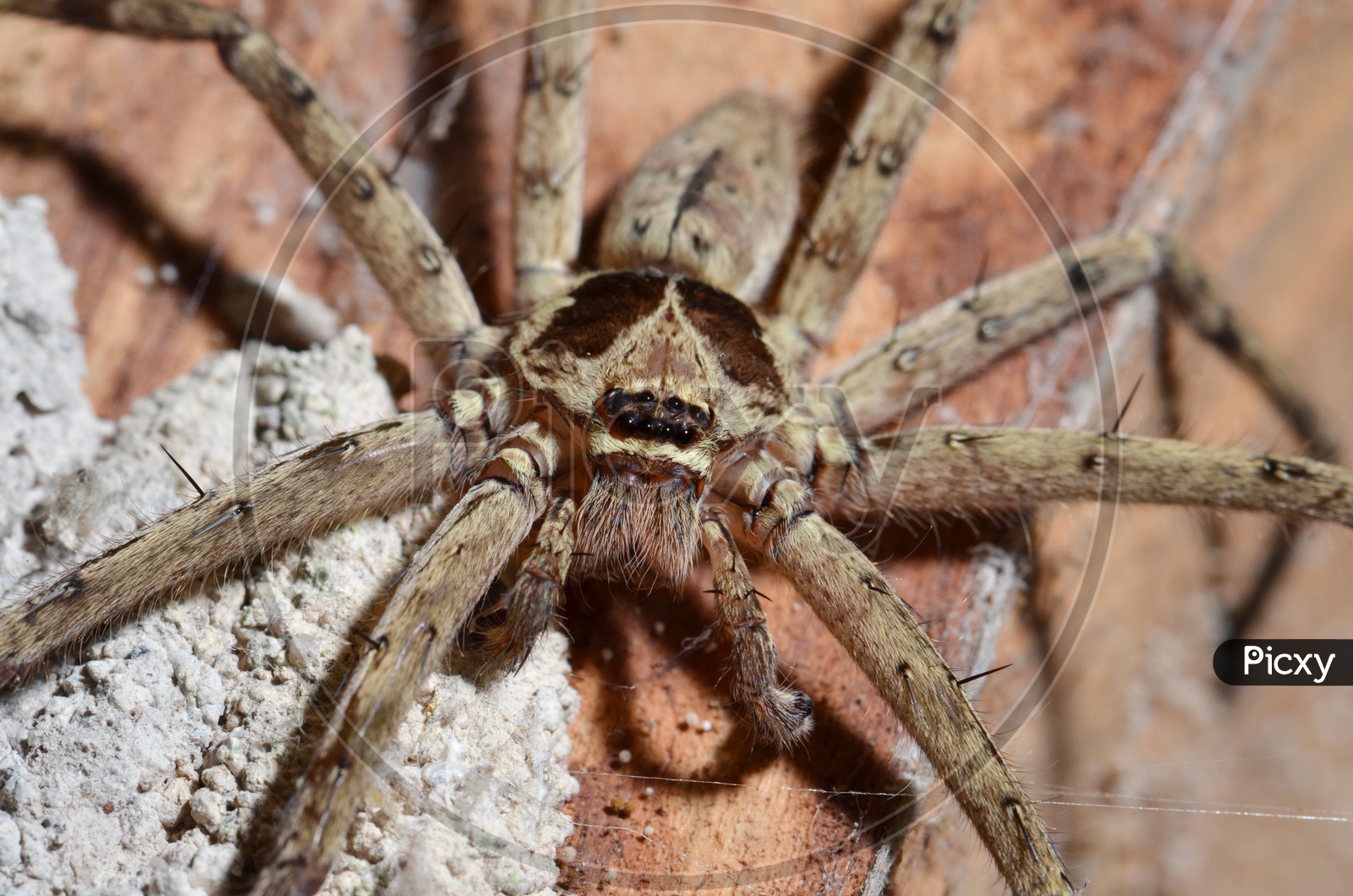 Detail of a tarantula spider