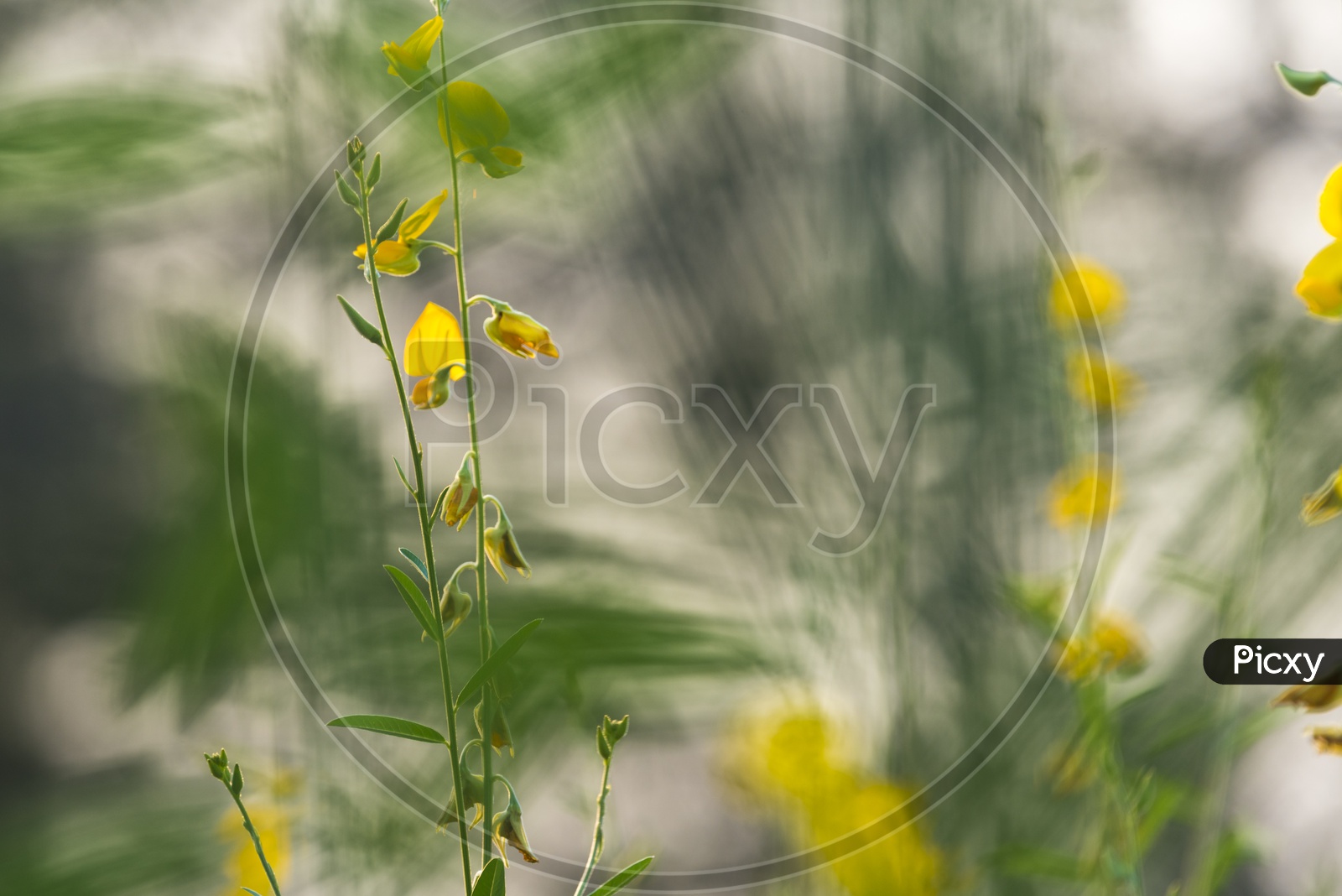Young Mustard Plants With Field Bokeh Background