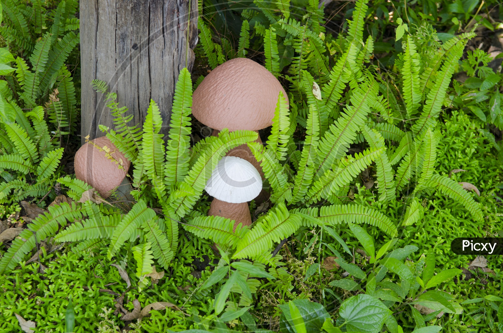 Shrub Garden Or Mushrooms At a garden