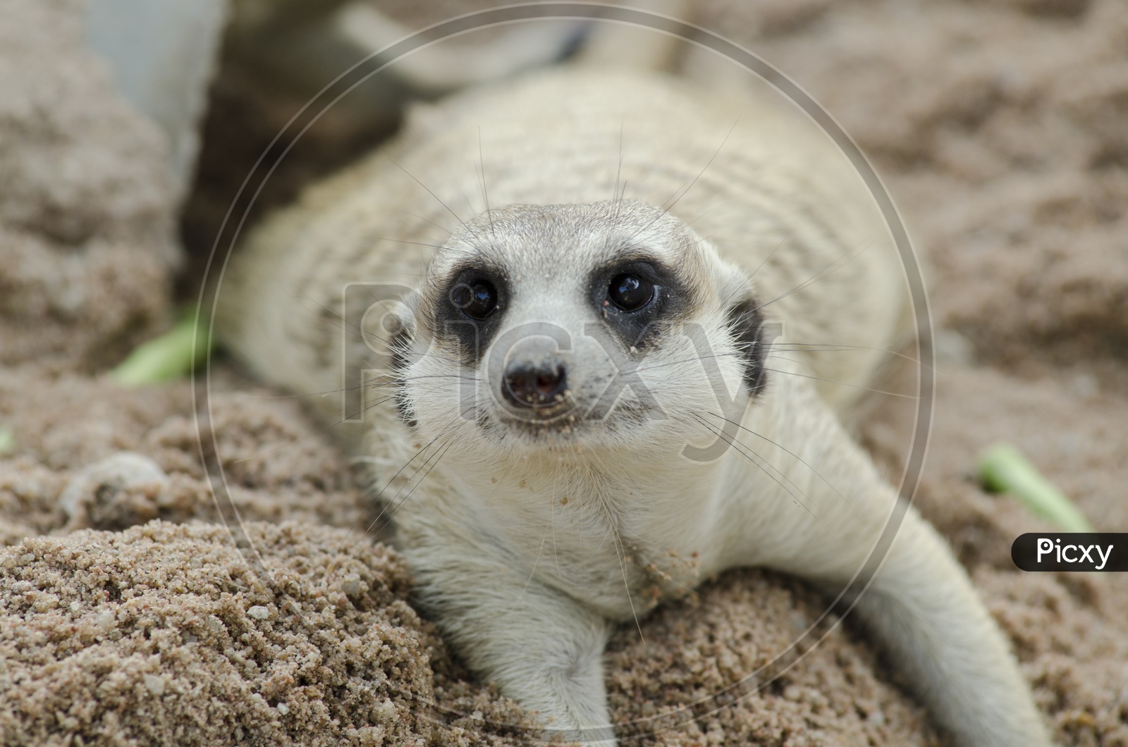 Expression of a Meerkat or Suricate or Suricata in a Zoo