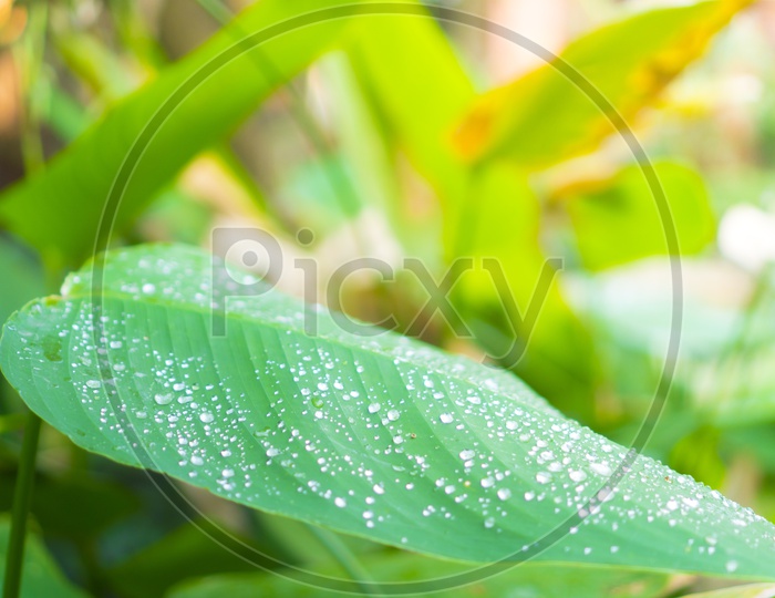 Tropical Plant Leafs In  a Garden