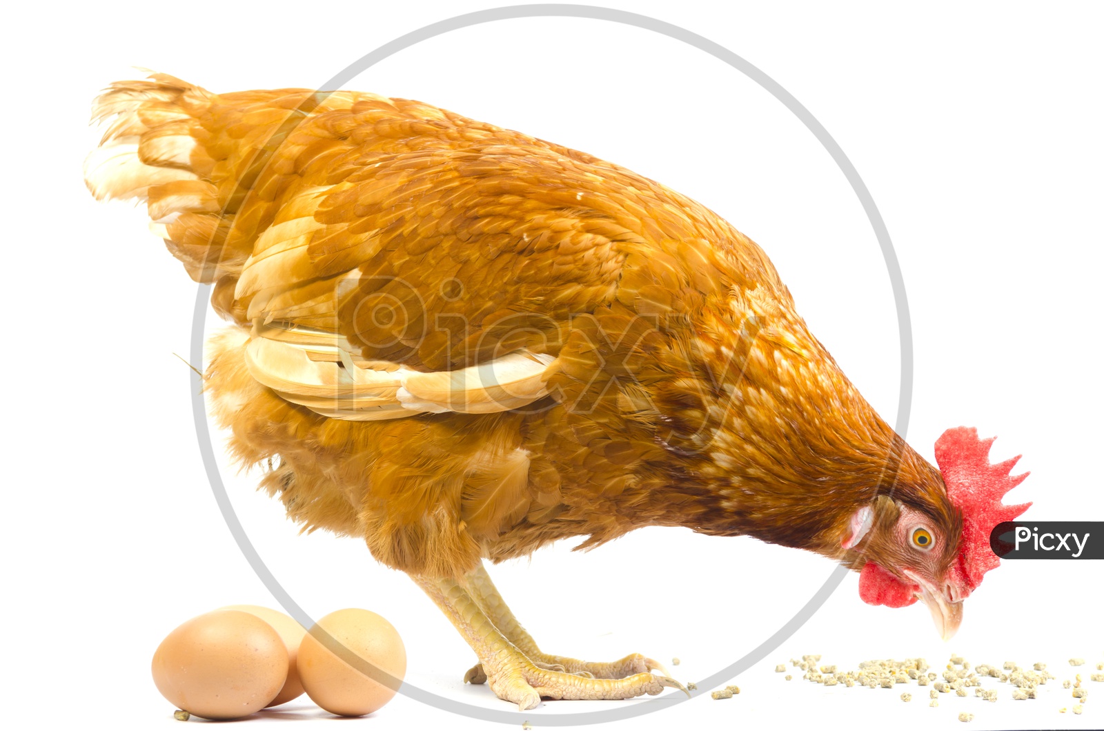 Rooster Or Hen With Eggs  over an Isolated white Background