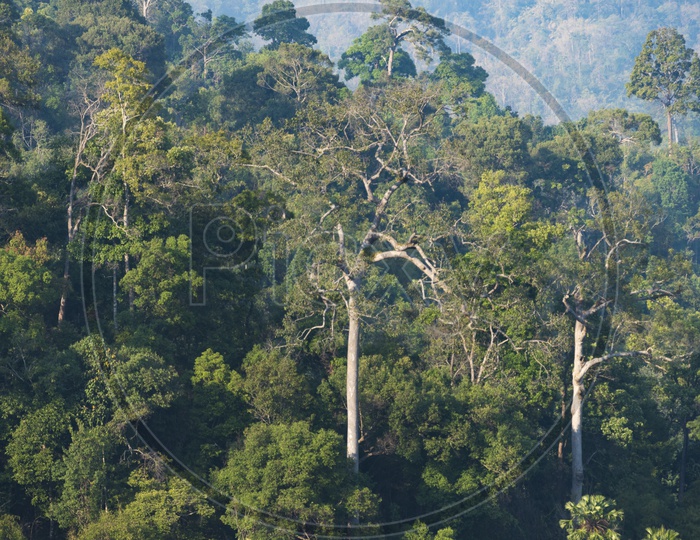 Life of tropical wild forest, Khao National Park, Thailand