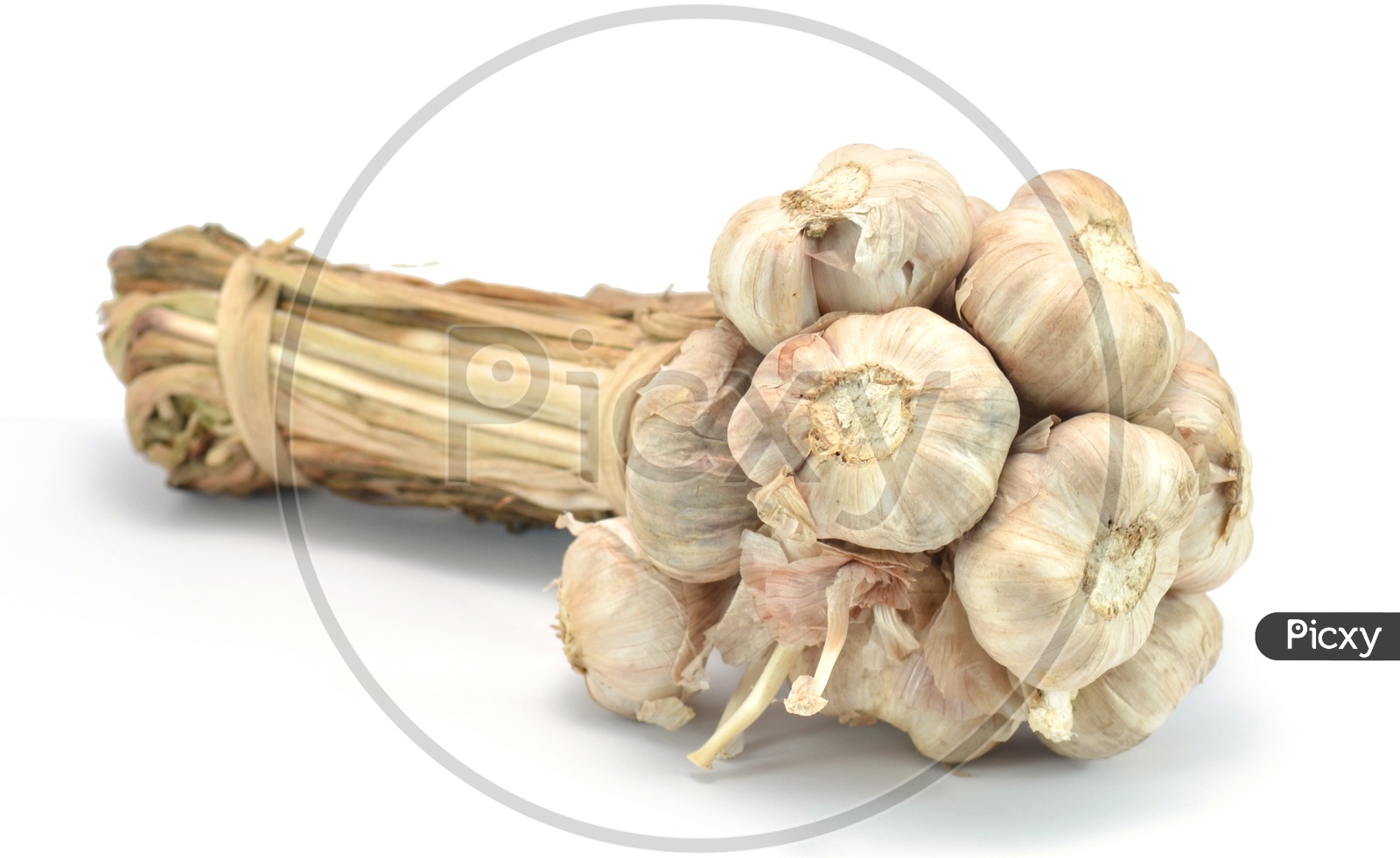 Garlic  Bunch On an Isolated white background