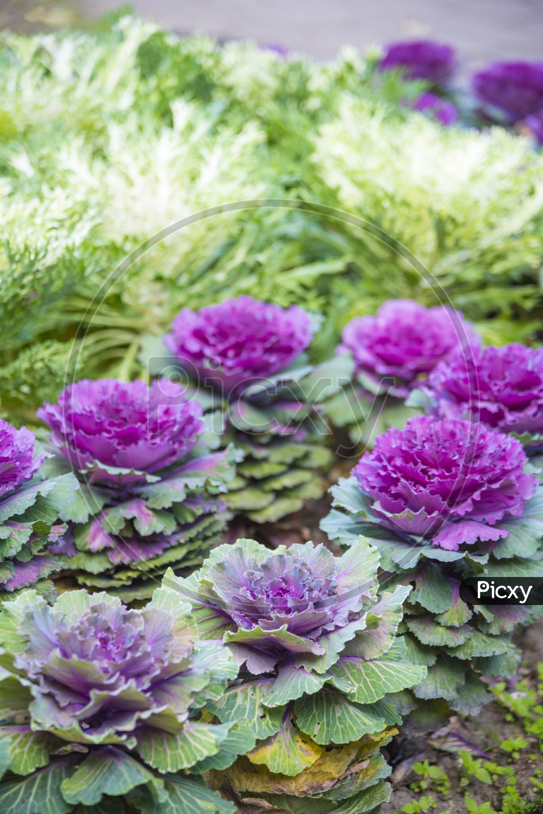 Close up of Purple colorful cabbage in a garden