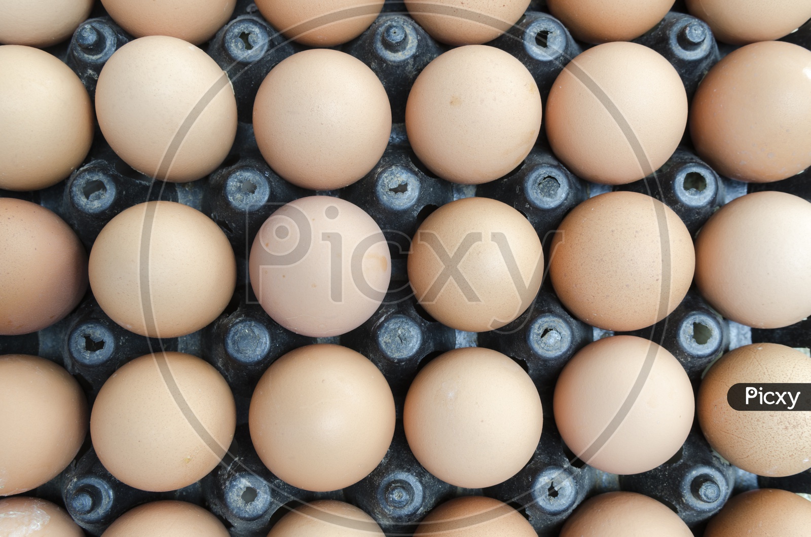 organic eggs In a Tray