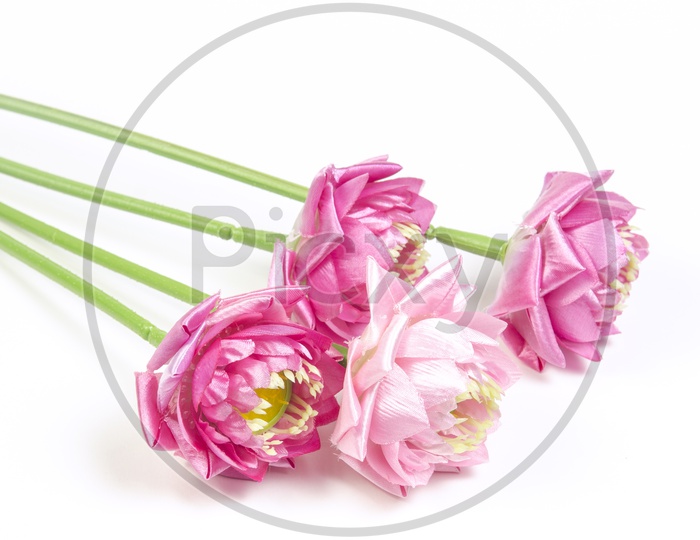 Bunch Of Lotus Flowers on Isolated White Background